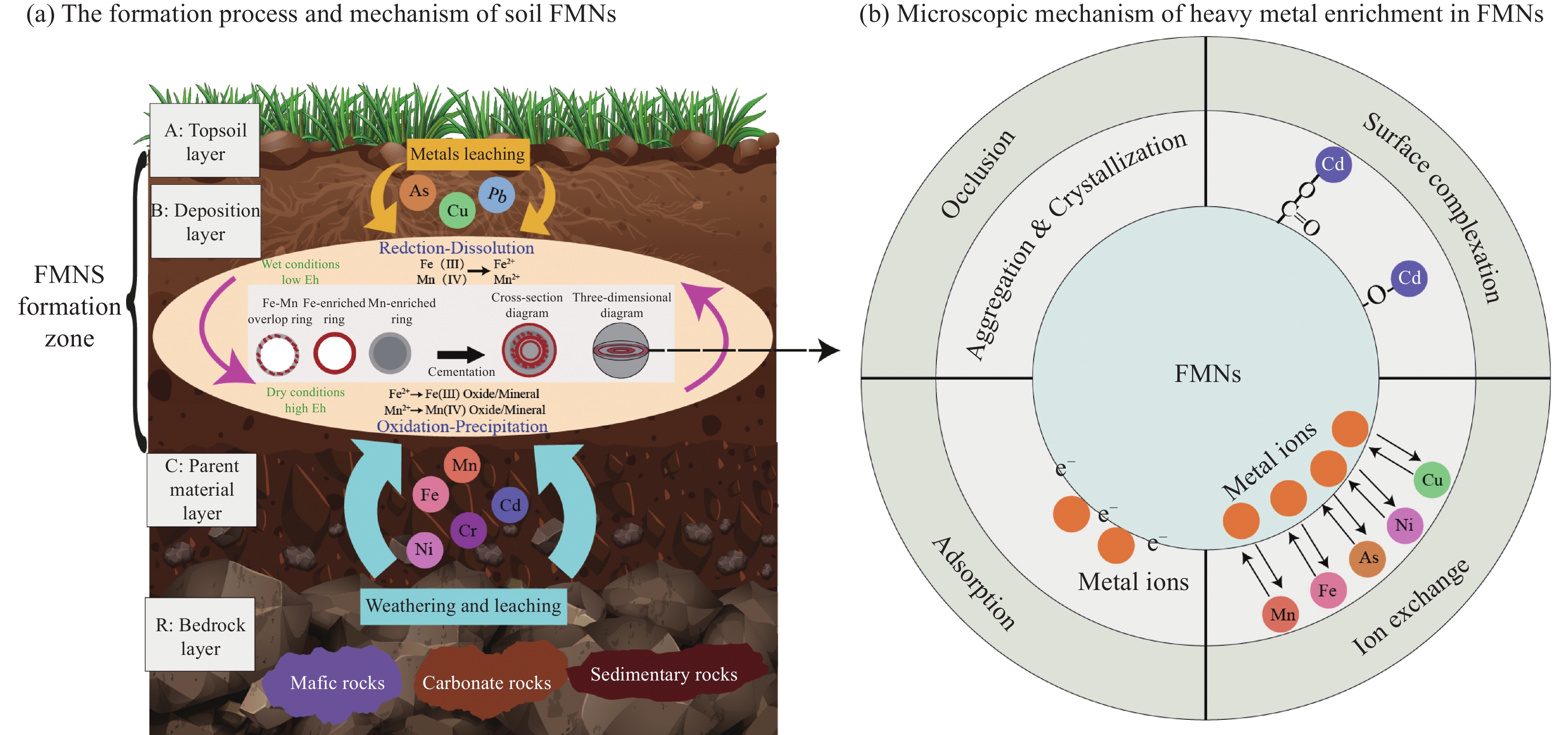 土壤铁锰结核的环境地球化学行为研究进展